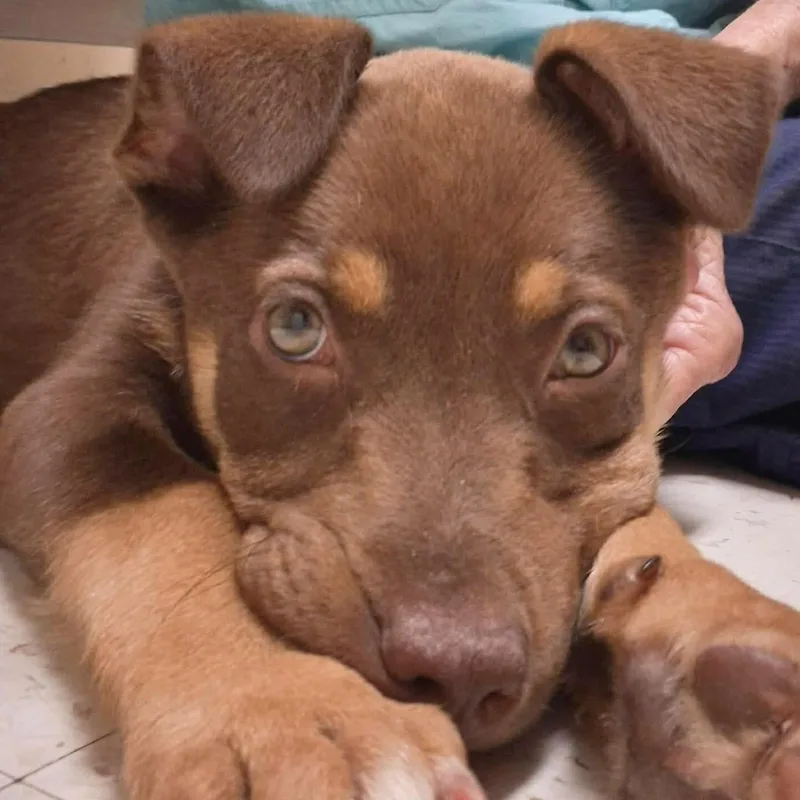 Red Rider thumbnail 4