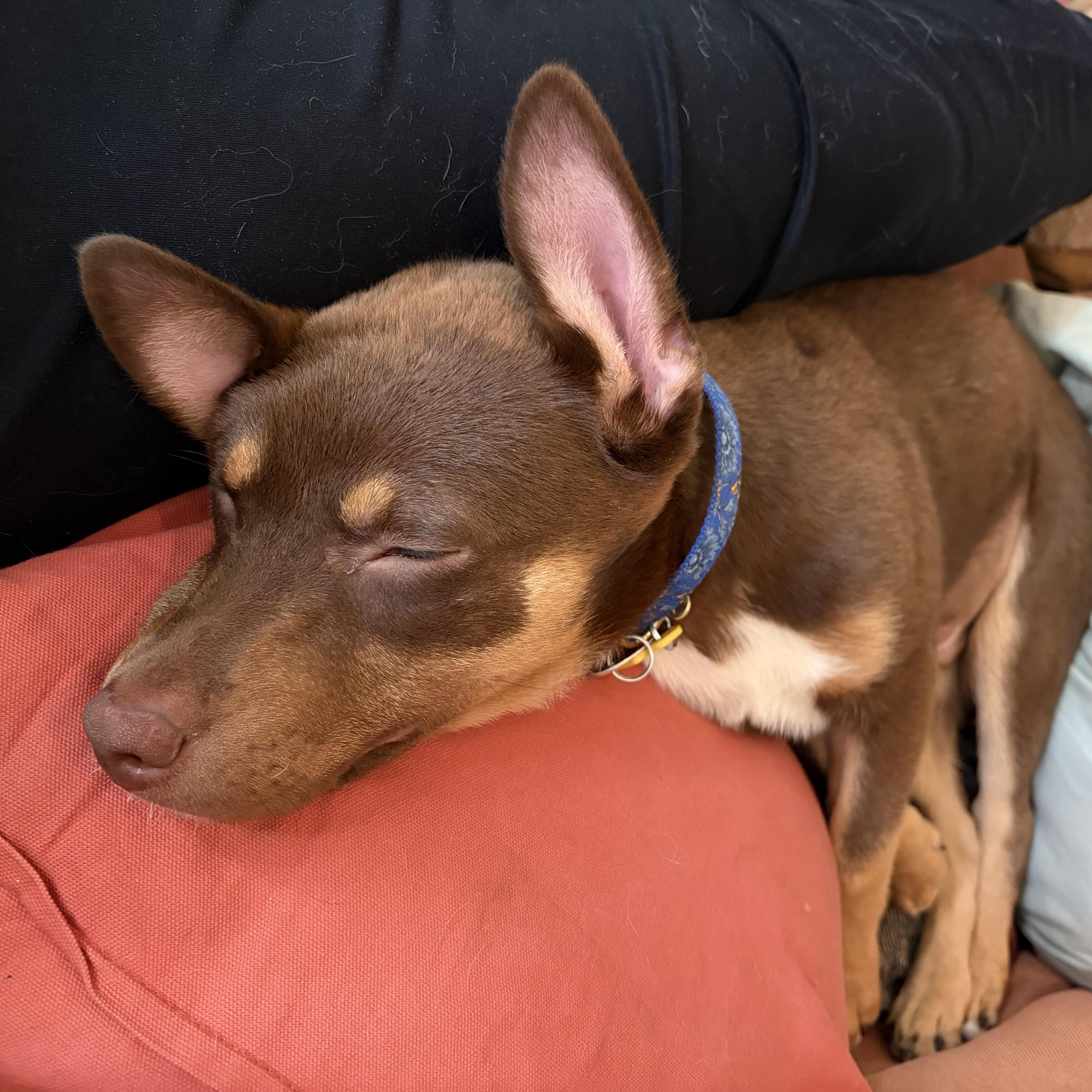 Red Rider thumbnail 5