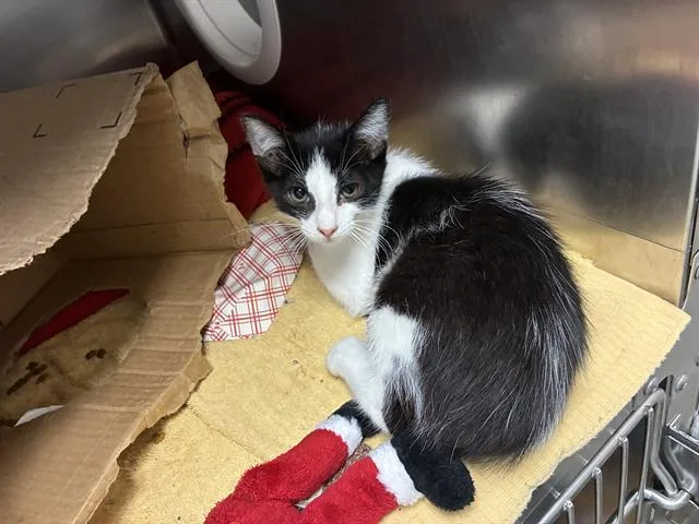 A baby small-sized female Domestic Short Hair cat named Molly for adoption in Salinas, CA