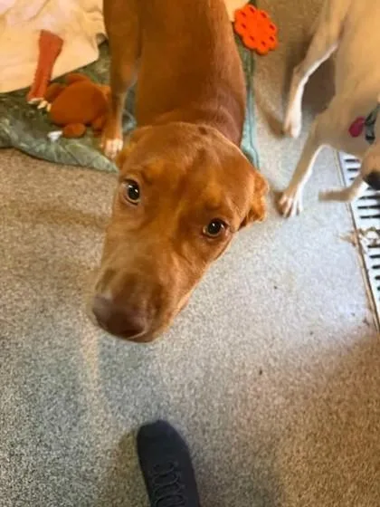 A young medium-sized female Red / Chestnut / Orange Mixed Breed dog named Gia for adoption in Hamilton, MT
