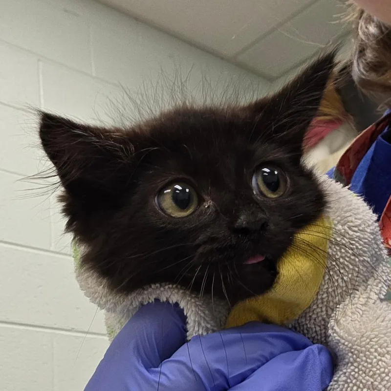 A baby small-sized male Black Domestic Medium Hair cat named Joseph Joestar for adoption in Chattanooga, TN