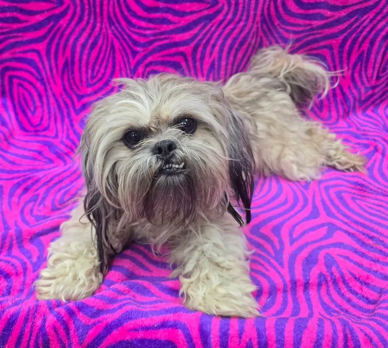 An adult small-sized female Shih Tzu dog named Soleil for adoption in Frankfort, IN