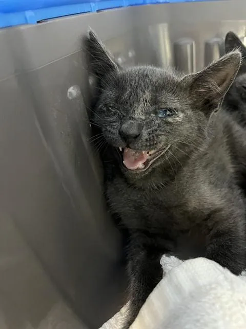 A baby small-sized female Domestic Short Hair cat named Penny for adoption in Fort Lauderdale, FL