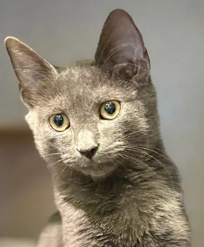 A baby medium-sized male Domestic Short Hair cat named Totoro for adoption in Washington, DC