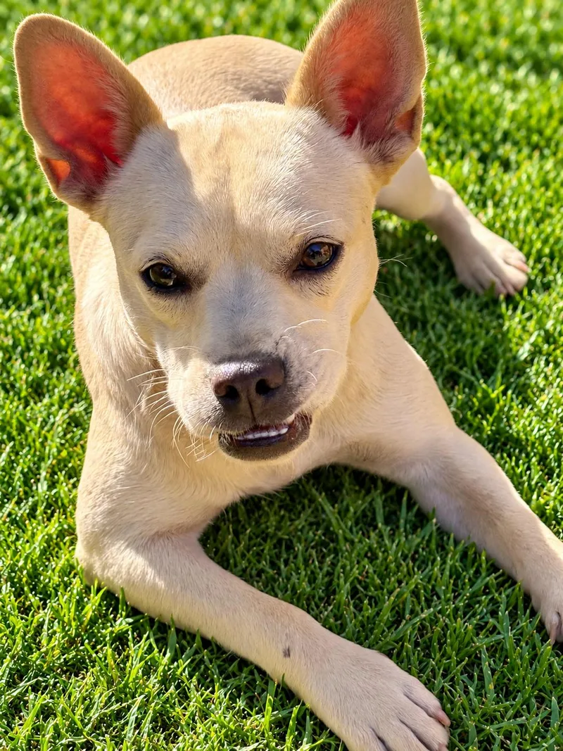 A young small-sized female French Bulldog dog named Taffy for adoption in Georgetown , CA