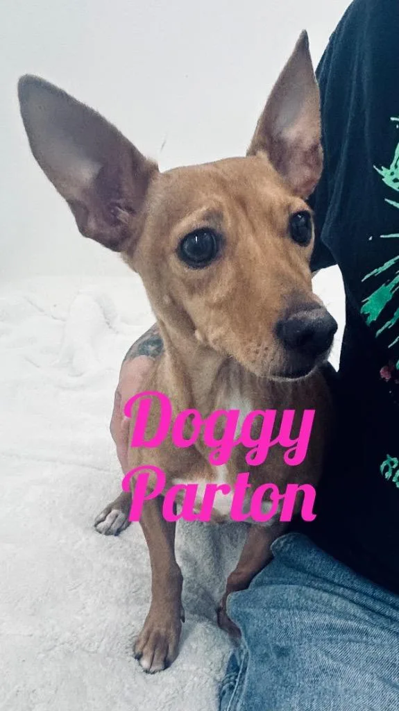 A young small-sized female Dachshund dog named Doggy Parton for adoption in Jacksonville, IL