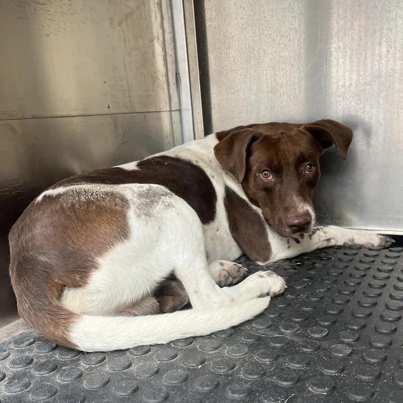 An adult medium-sized male White / Cream Shepherd dog named Ewok for adoption in Edinburg, TX