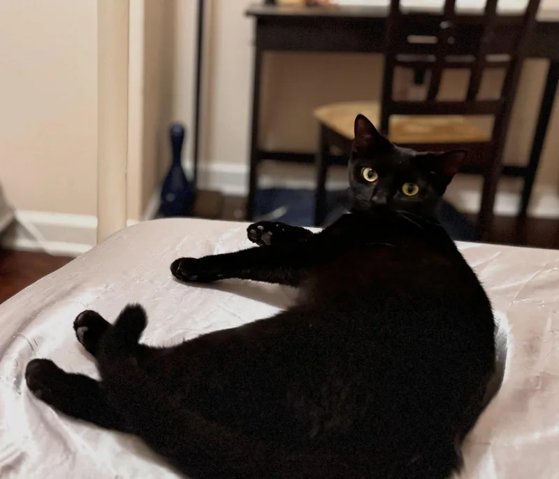 An adult medium-sized female Black Domestic Short Hair cat named Loisa for adoption in Cary, NC