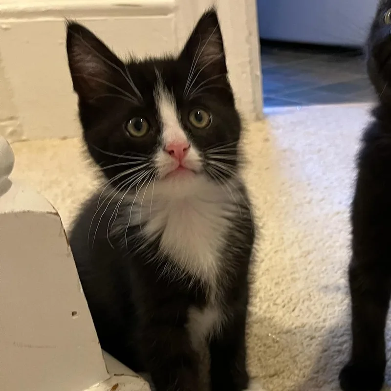 A baby small-sized male Black Domestic Short Hair cat named Pippin for adoption in York, PA