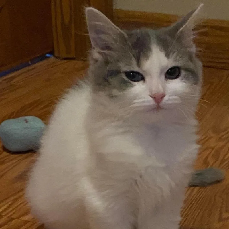 A baby small-sized male White Domestic Short Hair cat named Fred for adoption in Washington, DC