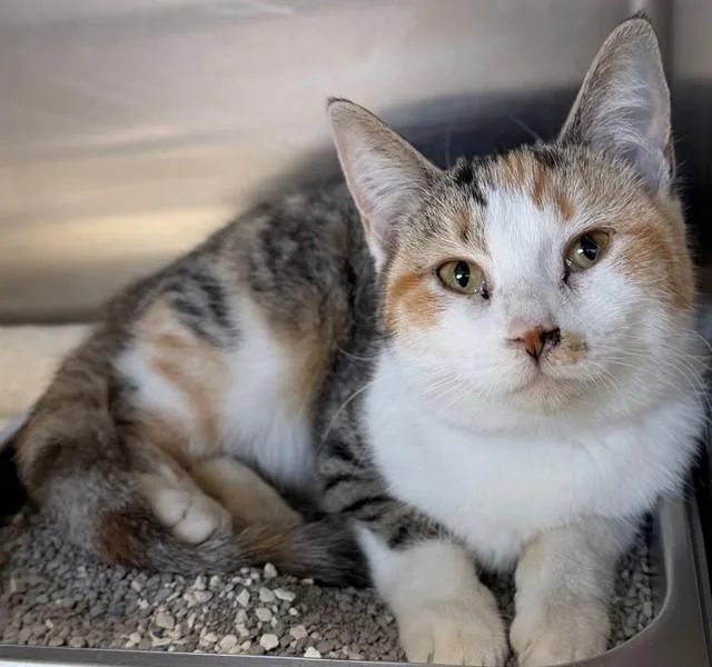 A young medium-sized female Domestic Short Hair cat named Ellie for adoption in Augusta, GA