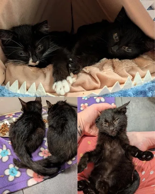 A baby medium-sized male Domestic Short Hair cat named Nixilis for adoption in Kent, WA