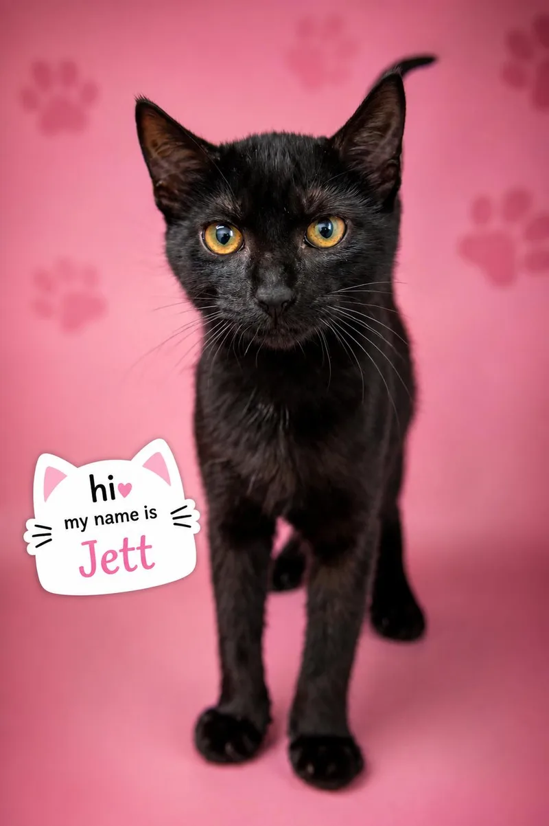 Jett thumbnail 3