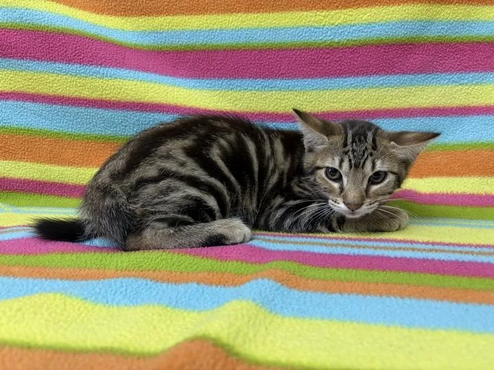 A baby medium-sized male Tabby (Brown / Chocolate) Domestic Short Hair cat named Teddy Graham for adoption in Valdosta, GA