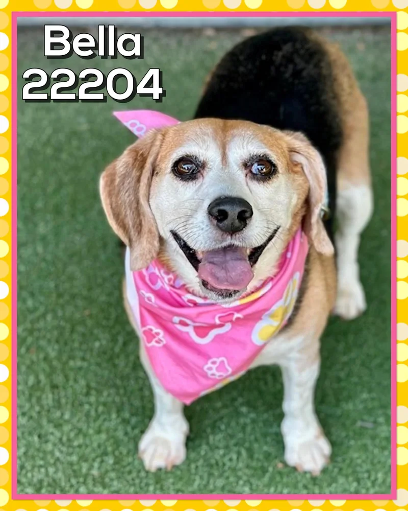 A senior medium-sized female Tricolor (Brown, Black, & White) Beagle dog named Bella for adoption in Marietta, GA