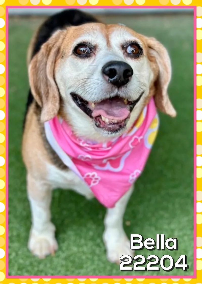 Bella thumbnail 2