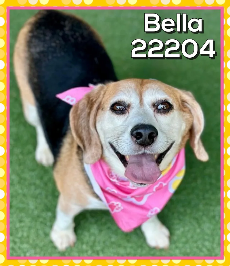 Bella thumbnail 3