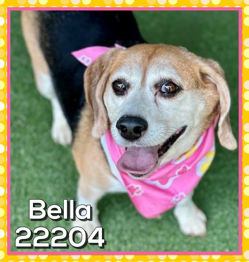 Bella thumbnail 5