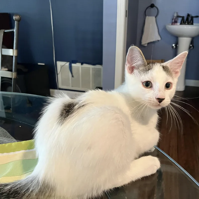 A baby medium-sized male Black & White / Tuxedo Domestic Short Hair cat named Queso for adoption in Unionville, MO
