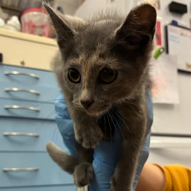 A baby small-sized female Tortoiseshell Domestic Short Hair cat named Chrissy for adoption in Dearborn, MI