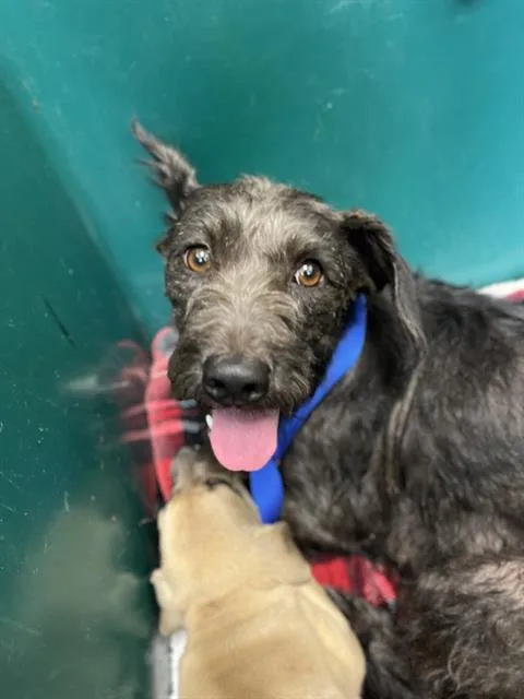 A young medium-sized female Scottish Terrier dog named Perla for adoption in Chula Vista, CA