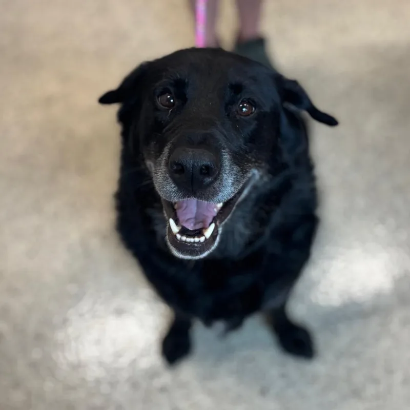 An adult large-sized male Black Labrador Retriever dog named Prince for adoption in Nashville, IN