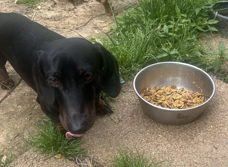 An adult small-sized male Dachshund dog named Finn for adoption in Richmond, KY