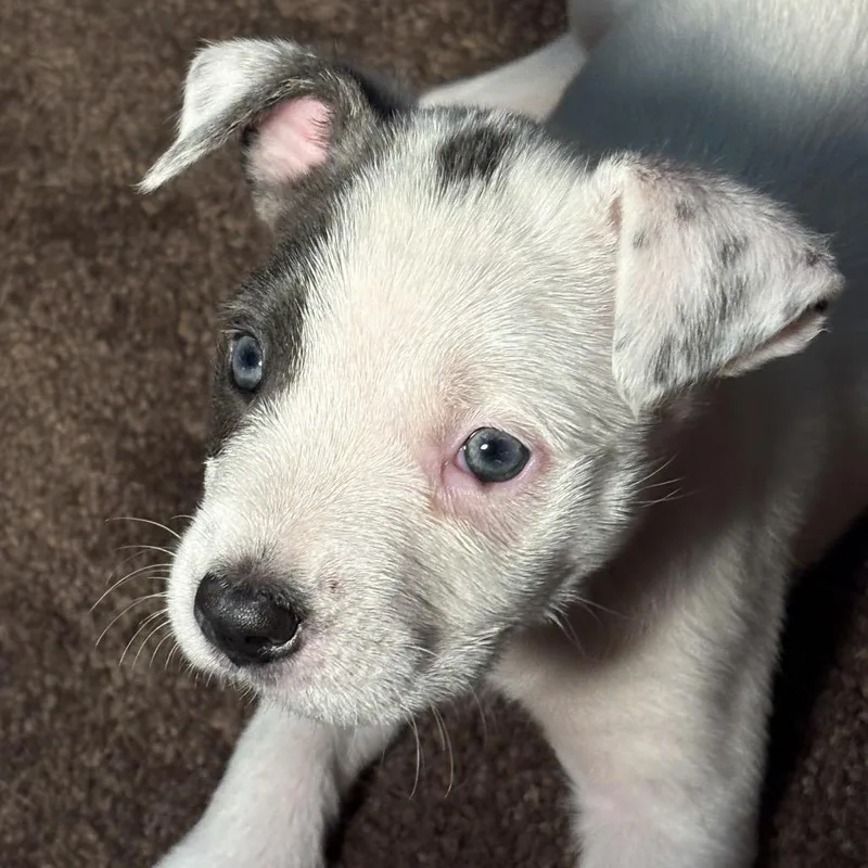 A baby small-sized female White / Cream Mixed Breed dog named Mia for adoption in Kansas City, MO