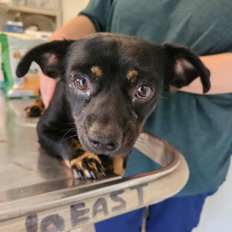 A young small-sized female Chihuahua dog named Barbara for adoption in Hattiesburg, MS