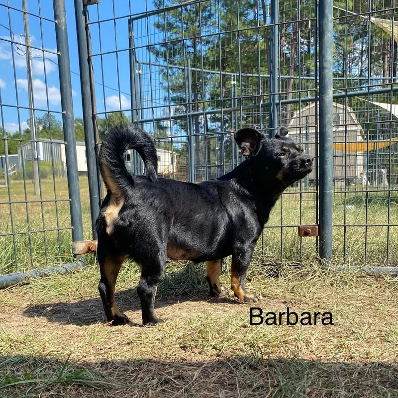 Barbara thumbnail 3