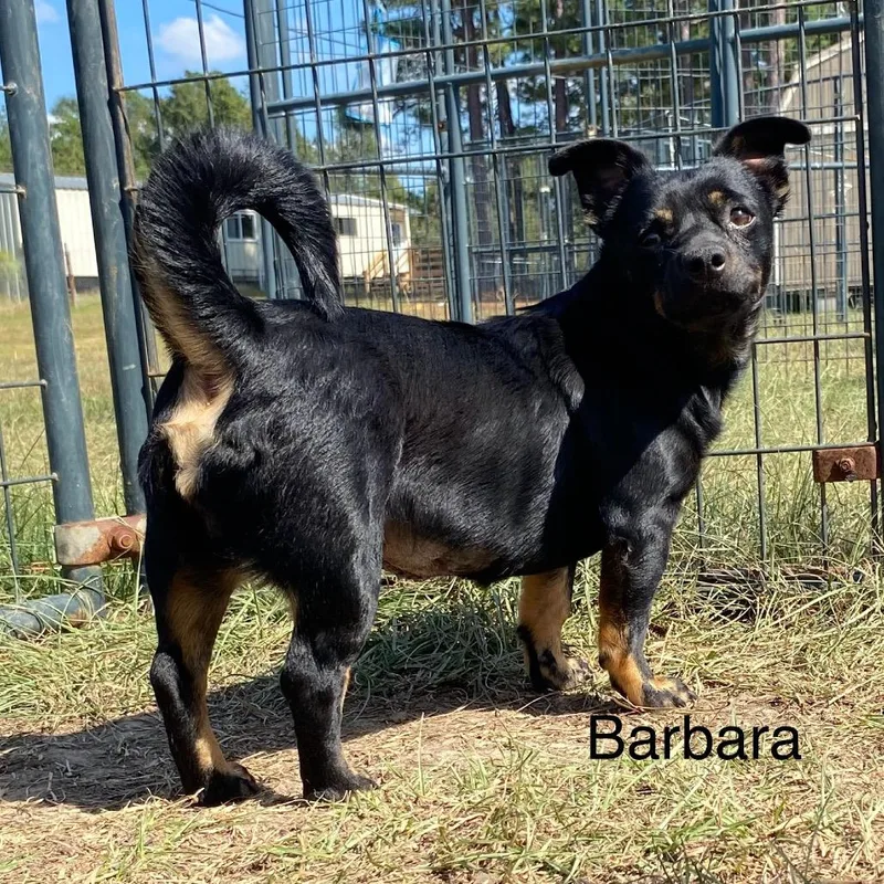 Barbara thumbnail 4