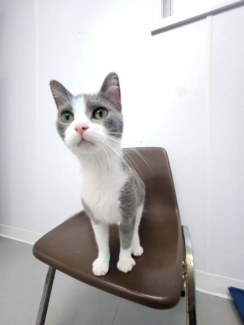 A young medium-sized female Gray & White Domestic Short Hair cat named Posie for adoption in Shelby, MI