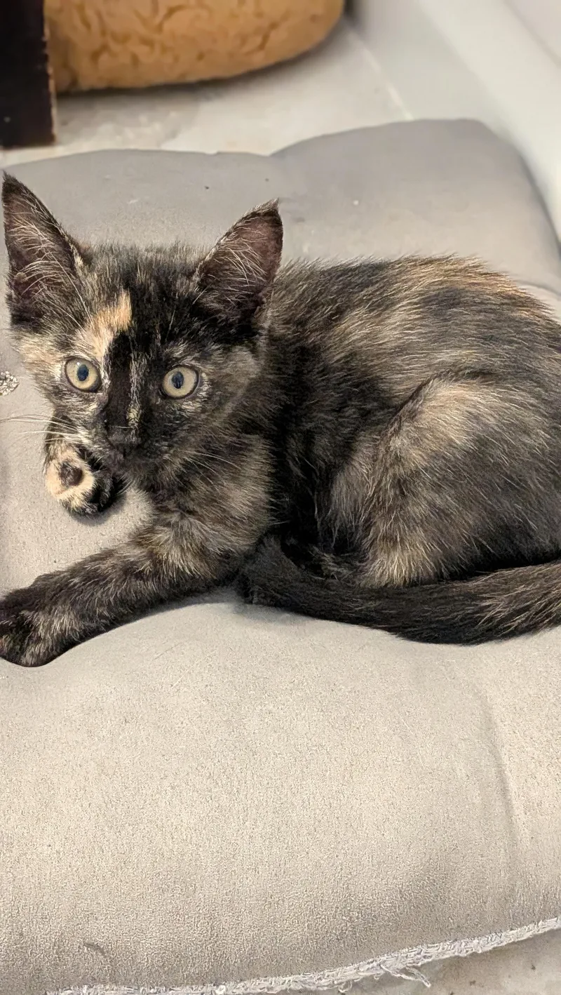 A baby medium-sized female Domestic Short Hair cat named Ruby for adoption in Wilmington, NC