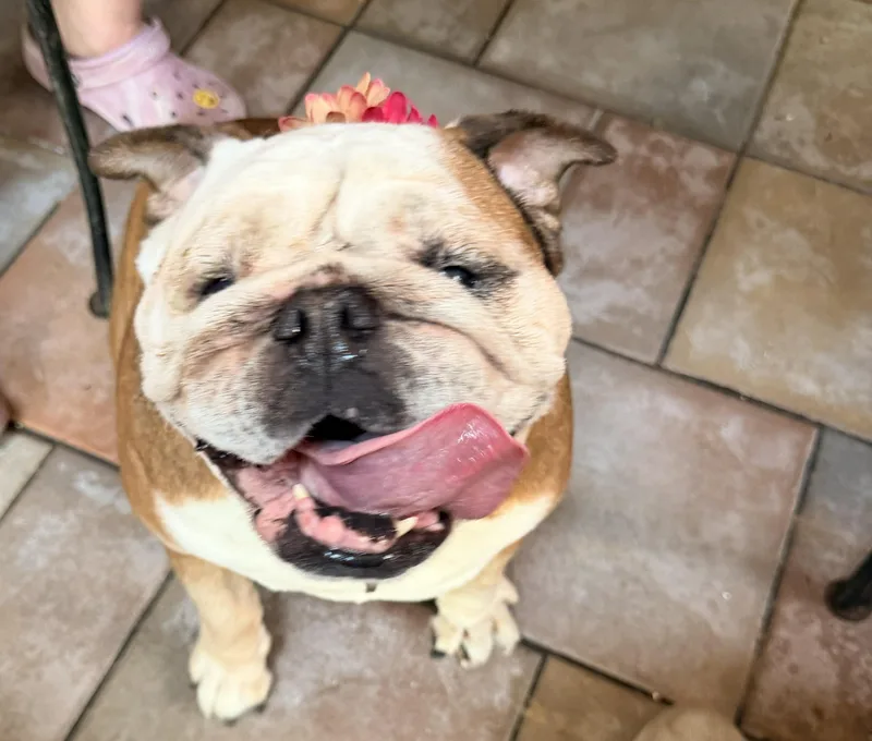 A senior medium-sized female English Bulldog dog named Tallulah for adoption in Belmar, NJ