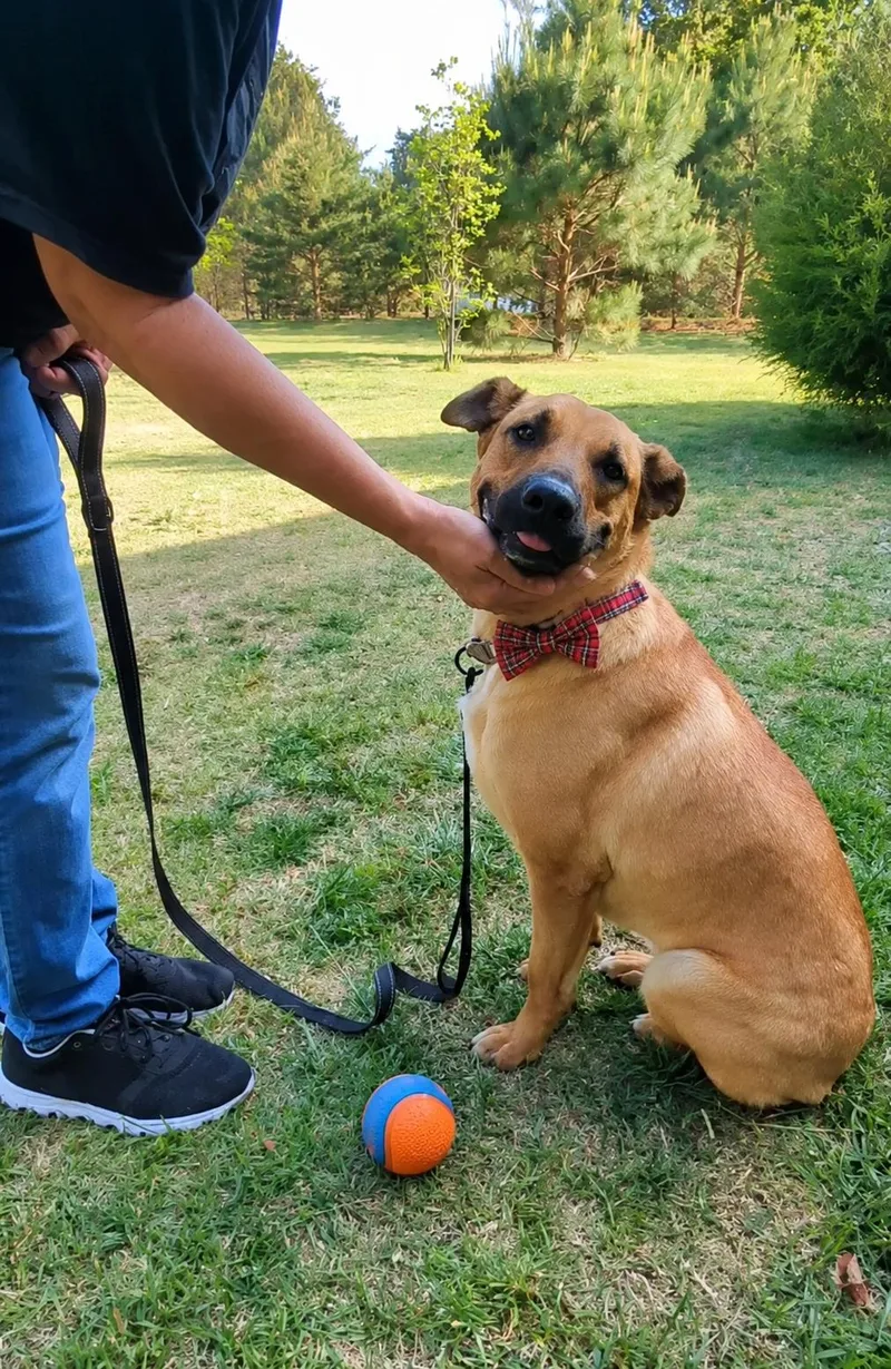 A young medium-sized female Yellow Labrador Retriever dog named Zadee for adoption in Mount Laurel, NJ