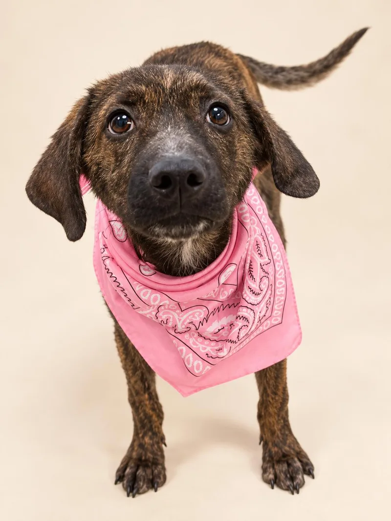 A baby medium-sized female Shepherd dog named Ivy  a sweet for adoption in oriskany, NY