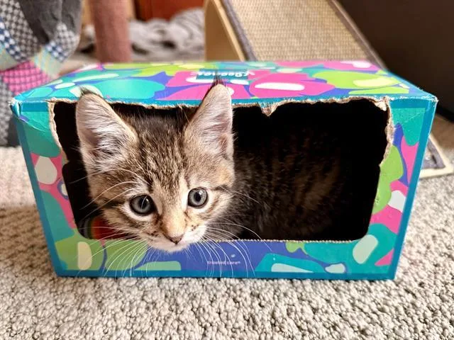 A baby small-sized female Domestic Short Hair cat named Tiger Lily for adoption in Tustin, CA