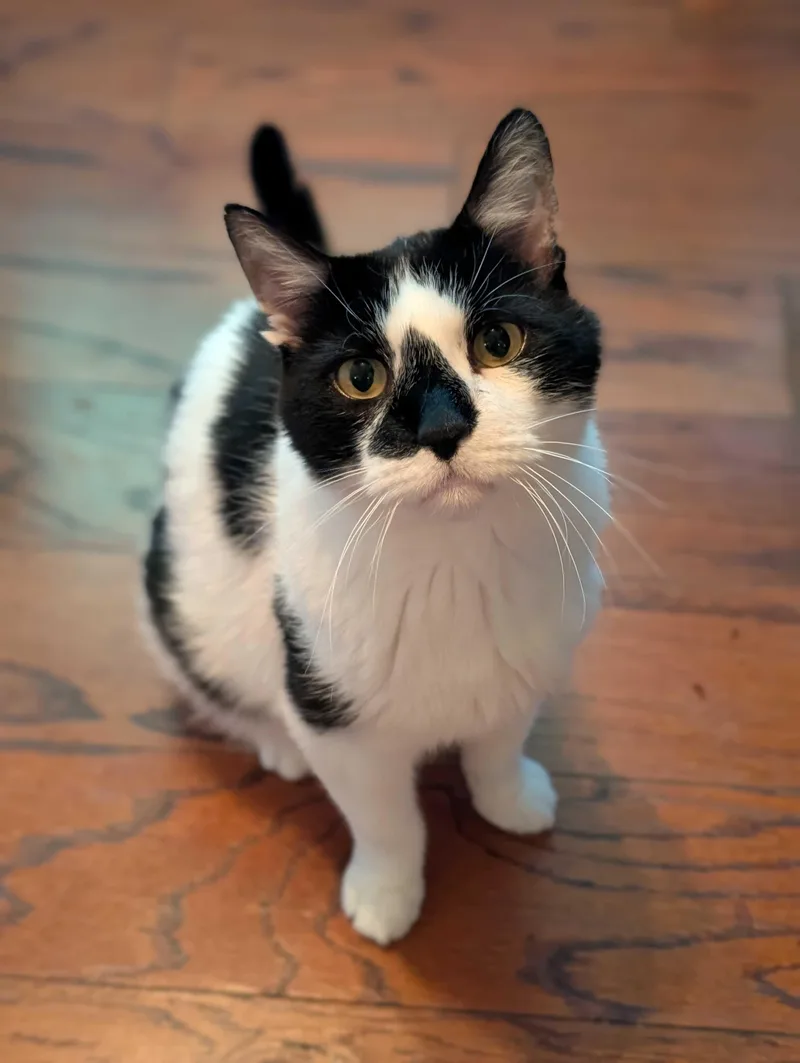 A senior large-sized male Domestic Short Hair cat named Patches for adoption in Denver, CO