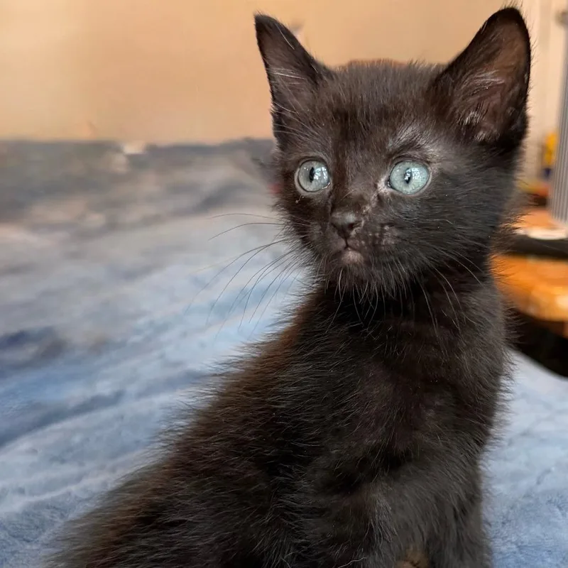 A baby small-sized male Black Domestic Short Hair cat named Midnight for adoption in Houston, TX