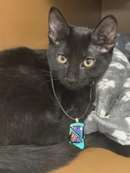 A baby small-sized female Domestic Short Hair cat named Pippa $ for adoption in Seneca, SC