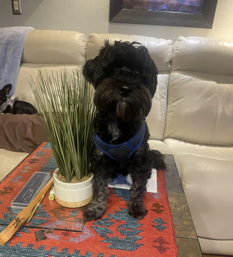 A young small-sized male Black Shih Tzu dog named Fred for adoption in Albany, NY