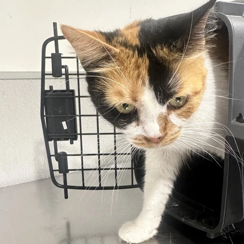 An adult medium-sized female Calico Domestic Short Hair cat named Birdie for adoption in Tampa, FL