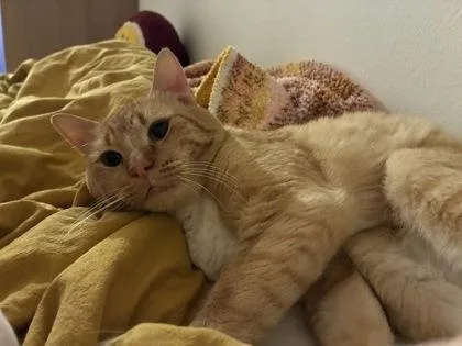 A young medium-sized male Domestic Short Hair cat named Obito for adoption in Seattle, WA