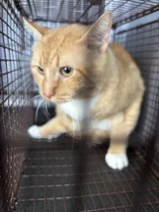 A young small-sized male Domestic Short Hair cat named Obito for adoption in Seattle, WA