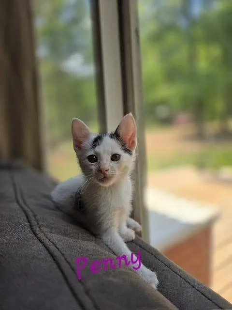 A baby medium-sized female Domestic Short Hair cat named Penny for adoption in Madison, GA