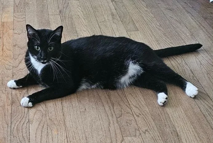 A young medium-sized male Black & White / Tuxedo Domestic Short Hair cat named Mr Pringles for adoption in Morganville, NJ