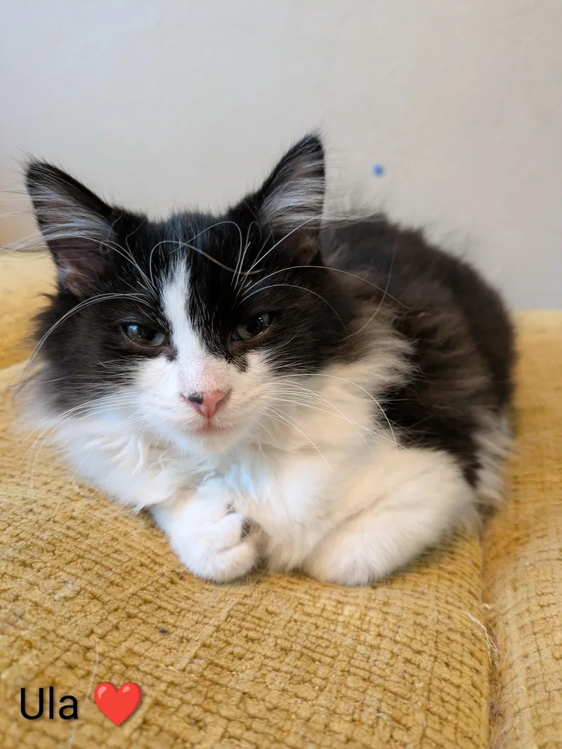 A baby medium-sized female Domestic Short Hair cat named Ula for adoption in Battle Creek, MI