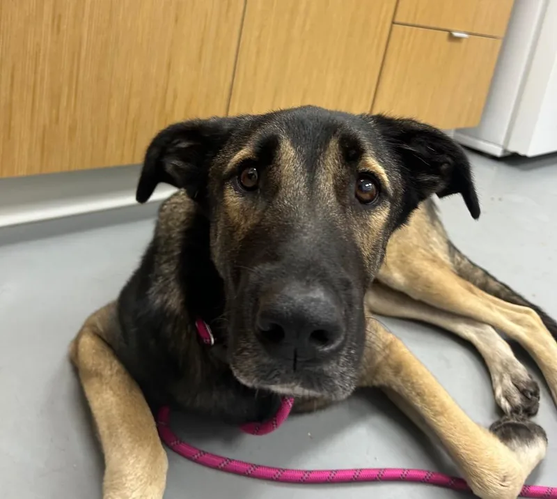 An adult medium-sized female Shepherd dog named Robo for adoption in Hartsville, SC