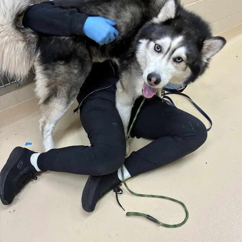 An adult medium-sized male Black Mixed Breed dog named Nikita for adoption in Winston-Salem, NC