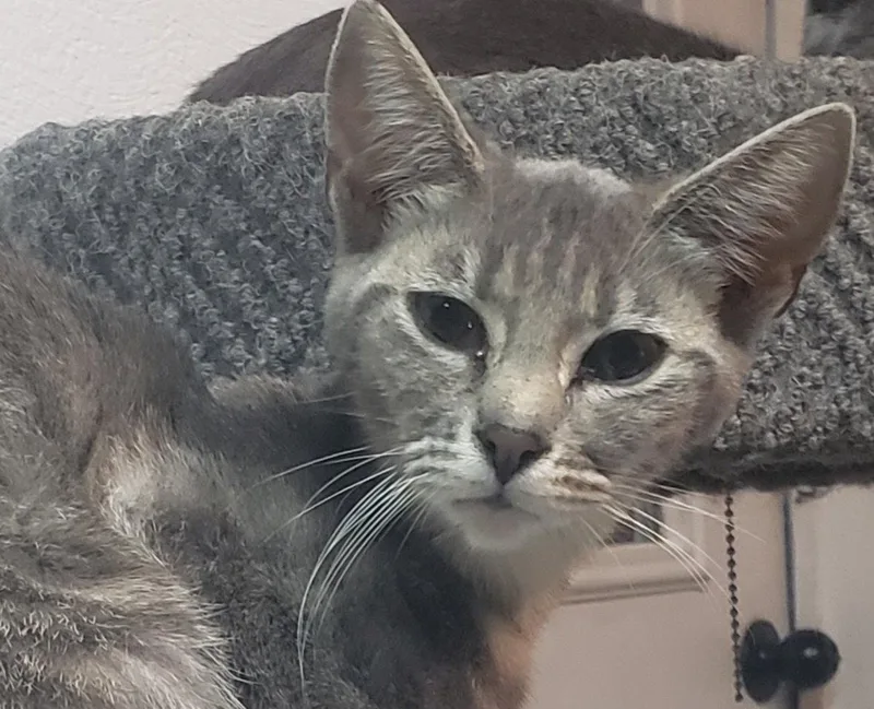 An adult medium-sized female Domestic Short Hair cat named Sol Bonded with for adoption in Camden, TN